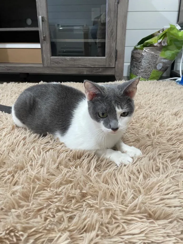 Mama Bella thumbnail 3