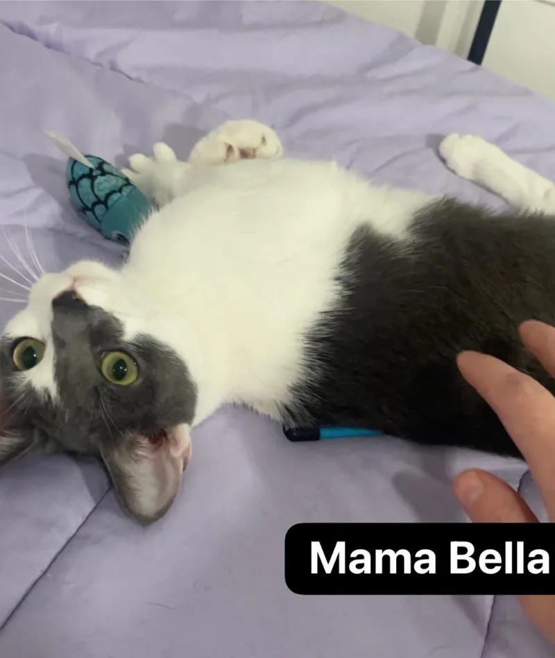 Mama Bella thumbnail 5