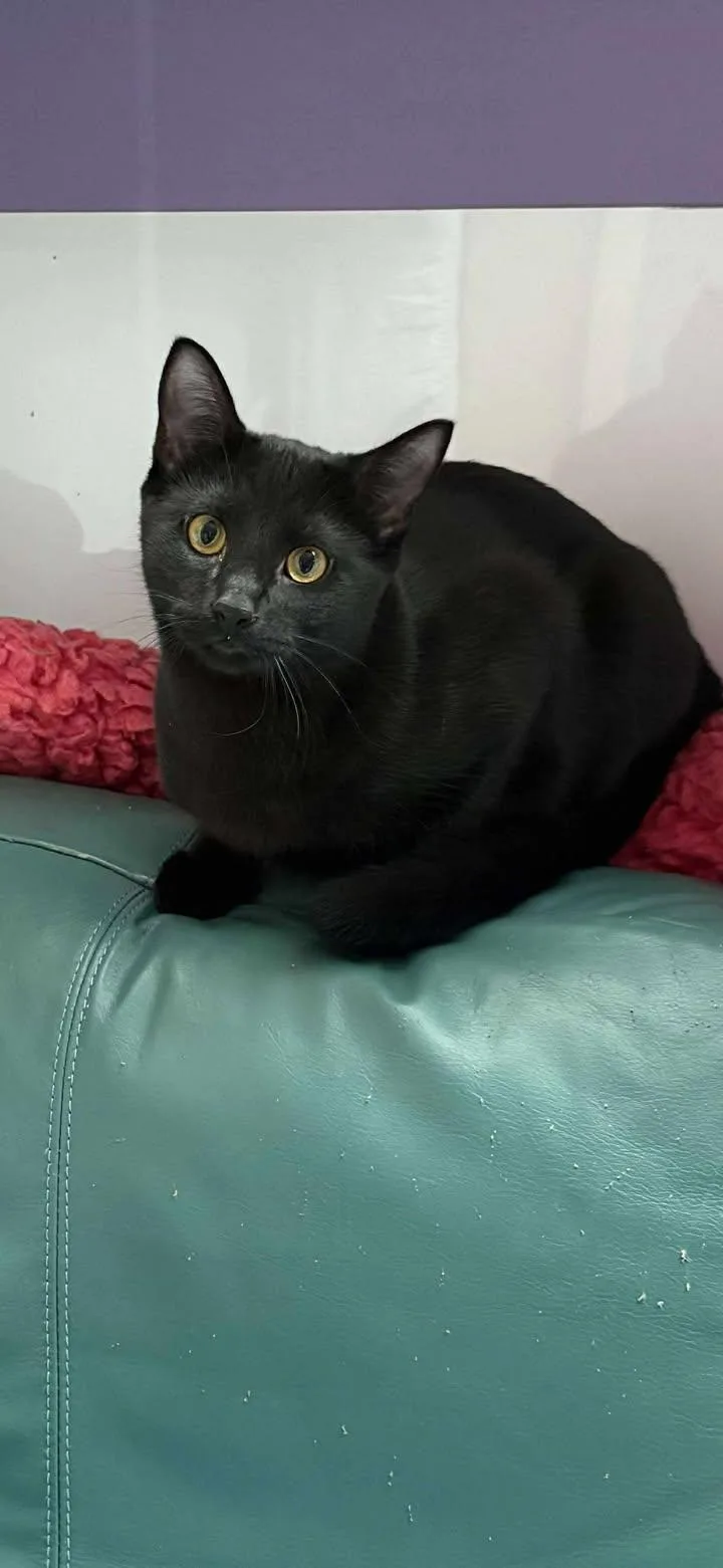 Humphrey thumbnail 2