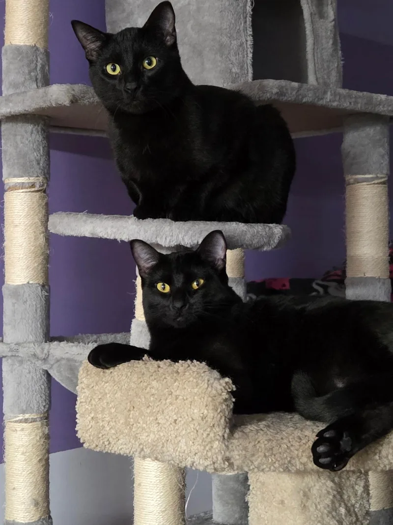 Humphrey thumbnail 3