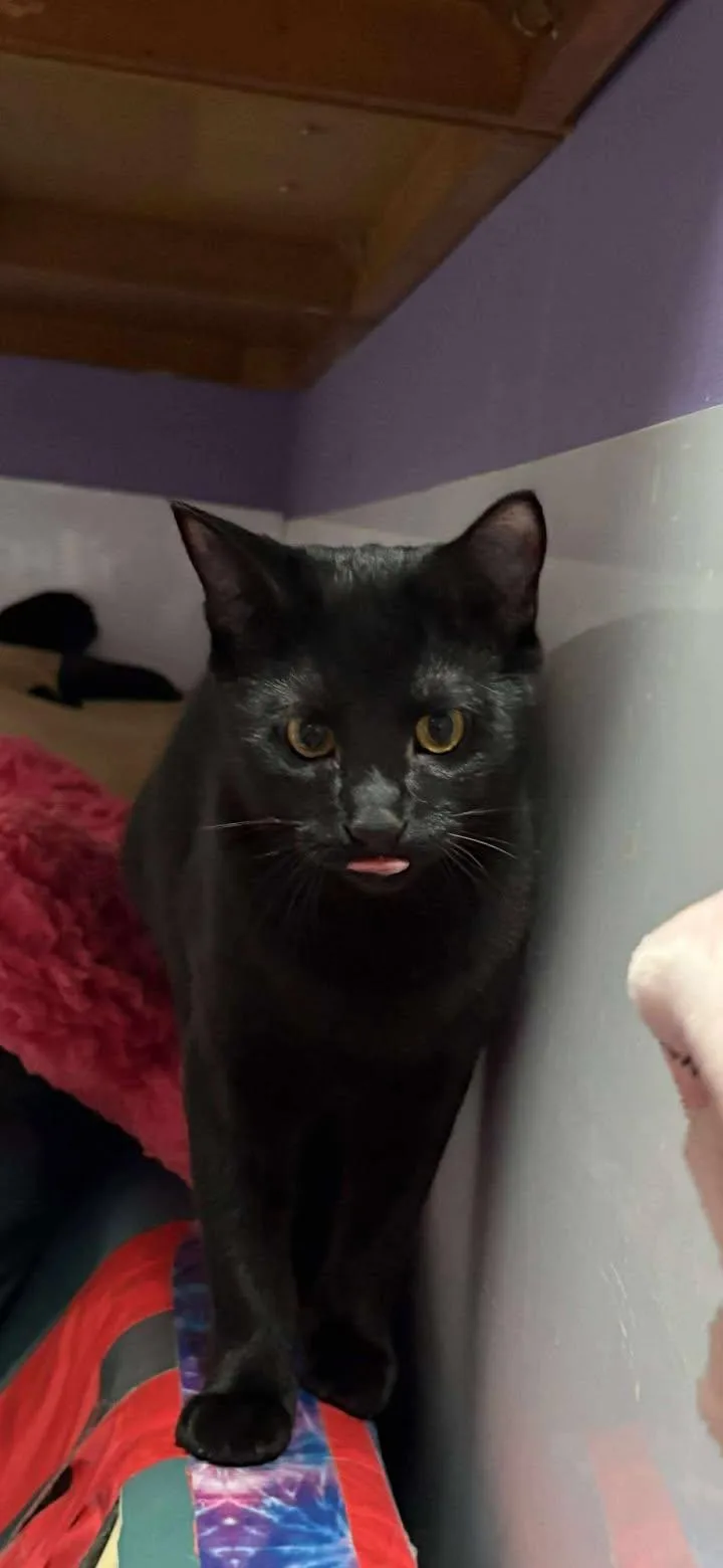 Humphrey thumbnail 4