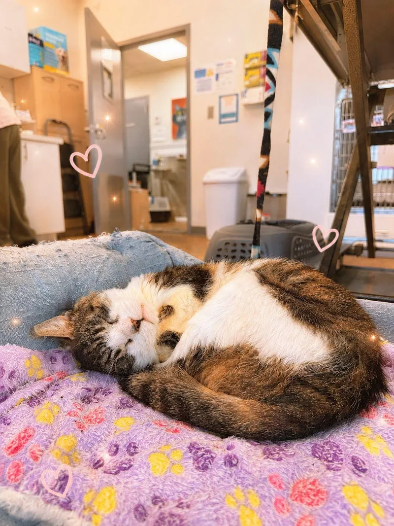 A senior medium-sized male Tabby (Buff / Tan / Fawn) Domestic Short Hair cat named Poncho for adoption in Miami Beach, FL
