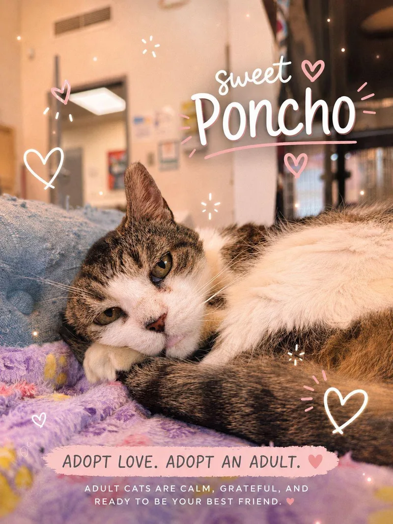 Poncho thumbnail 2