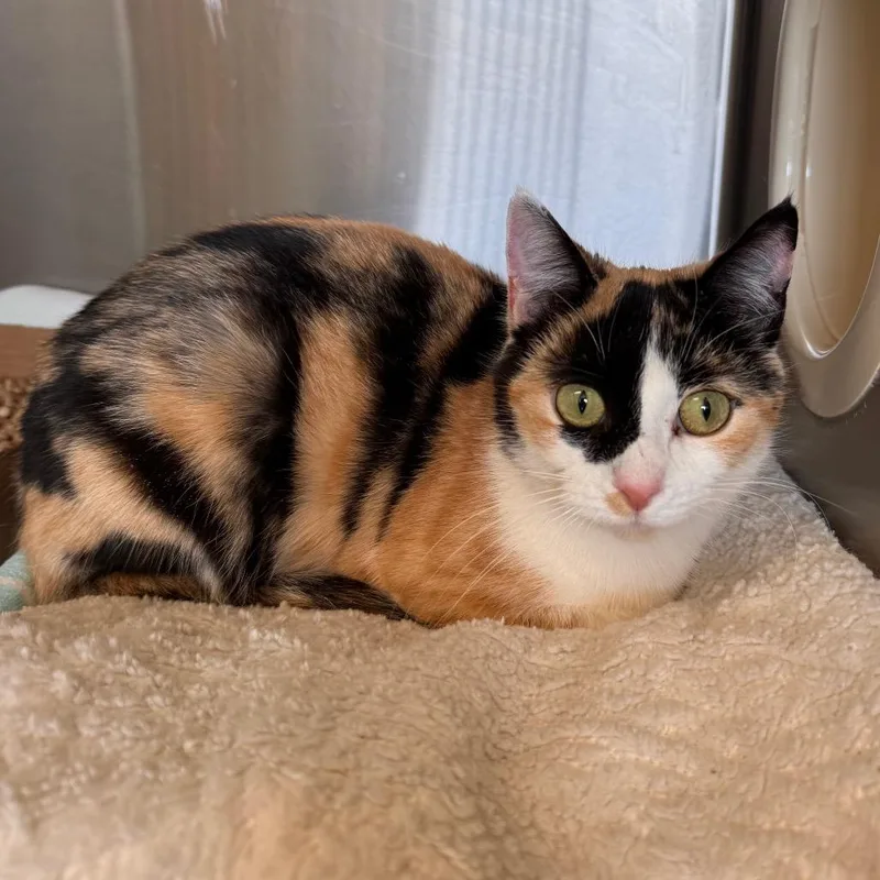 An adult medium-sized female Calico Domestic Short Hair cat named Pookie for adoption in Lynchburg, VA