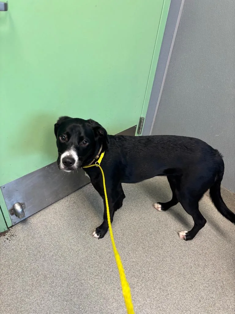A baby medium-sized female Labrador Retriever dog named Clematis for adoption in Bloomington, IN