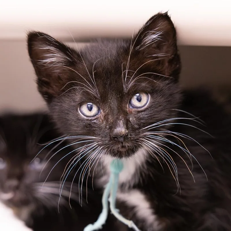 A baby small-sized female Black Domestic Short Hair cat named Linda for adoption in Mentor, OH