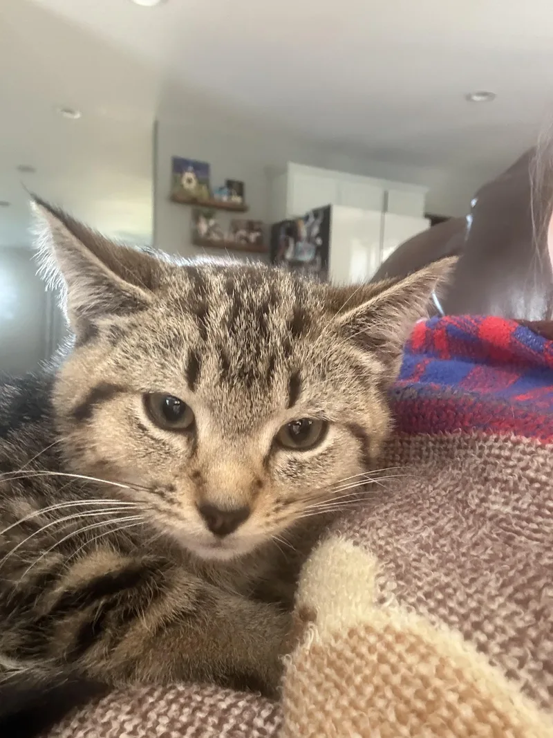 A baby medium-sized female Tabby (Brown / Chocolate) Domestic Short Hair cat named Winona for adoption in Columbus, OH