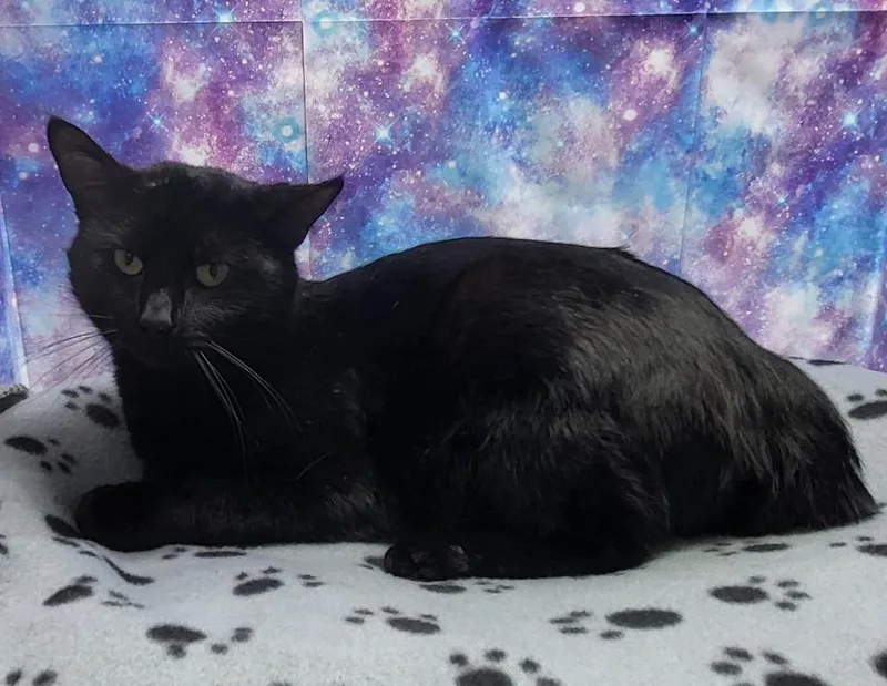 A young large-sized male Domestic Medium Hair cat named Beau for adoption in Washington Court House, OH