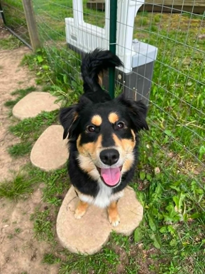 A baby medium-sized male Collie dog named Kevin James for adoption in Coldwater, MI