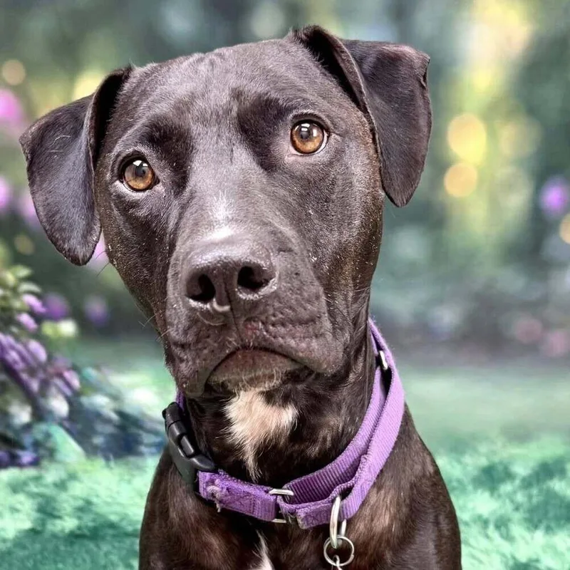 Hercules thumbnail 2