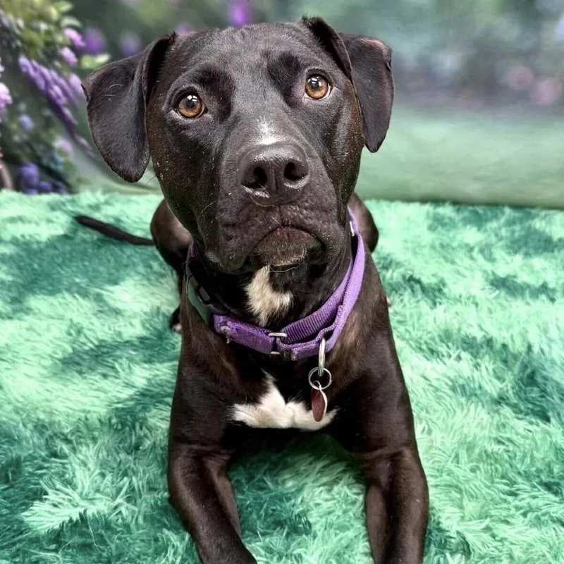 Hercules thumbnail 3