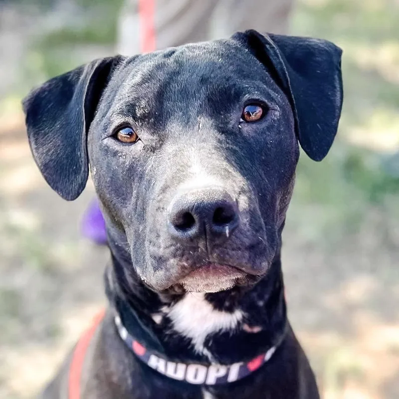 Hercules thumbnail 4