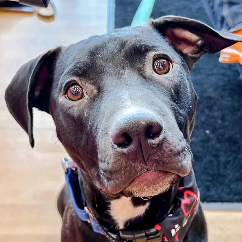 Hercules thumbnail 5