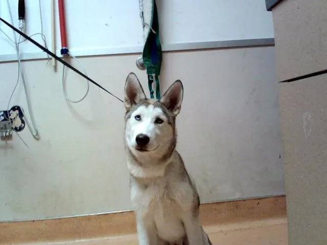 A baby medium-sized male Siberian Husky dog named Valor for adoption in Martinez, CA