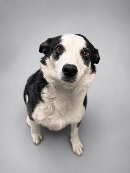 An adult medium-sized male Border Collie dog named Boots for adoption in Bowling Green, KY
