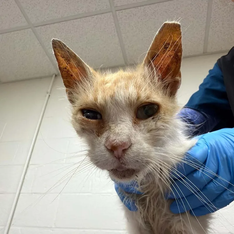 A senior small-sized male Buff / Tan / Fawn Domestic Medium Hair cat named Letterman for adoption in Verona, VA
