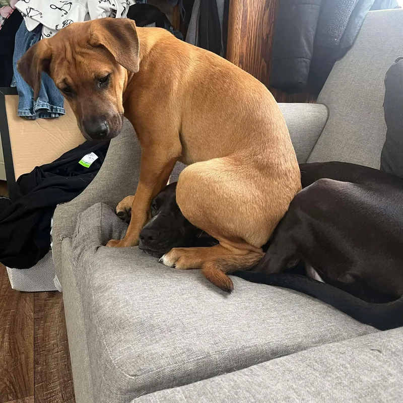 A baby large-sized male Boxer dog named Boots for adoption in Lockhart, TX