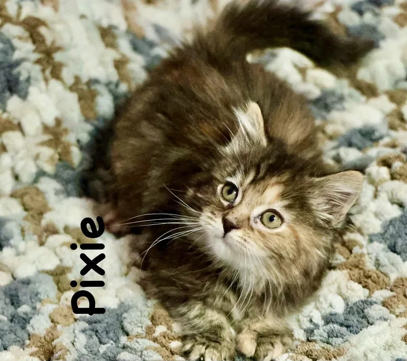 A baby medium-sized female Domestic Long Hair cat named Pixie for adoption in Reston, VA