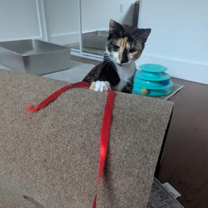 A young small-sized female Calico Domestic Short Hair cat named Scamps for adoption in Pacific Palisades, CA