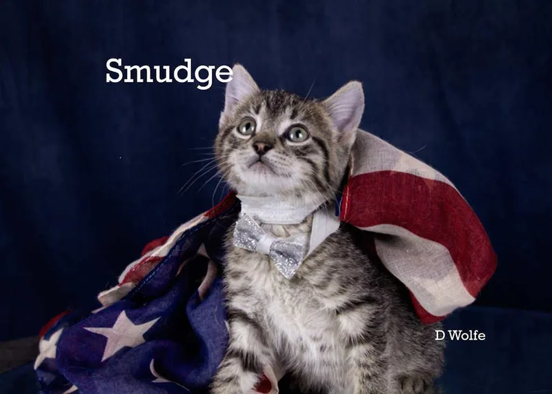 A baby medium-sized male Tabby (Gray / Blue / Silver) Tabby cat named Smudge for adoption in York, NE