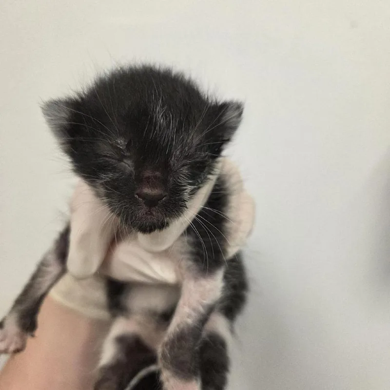 A baby small-sized male Black Domestic Short Hair cat named Highlighter for adoption in Jacksonville, FL