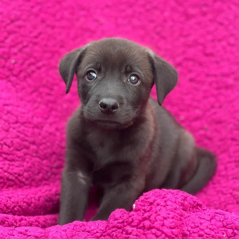 A baby large-sized female Labrador Retriever dog named Windy Pup  Gale for adoption in San Diego, CA