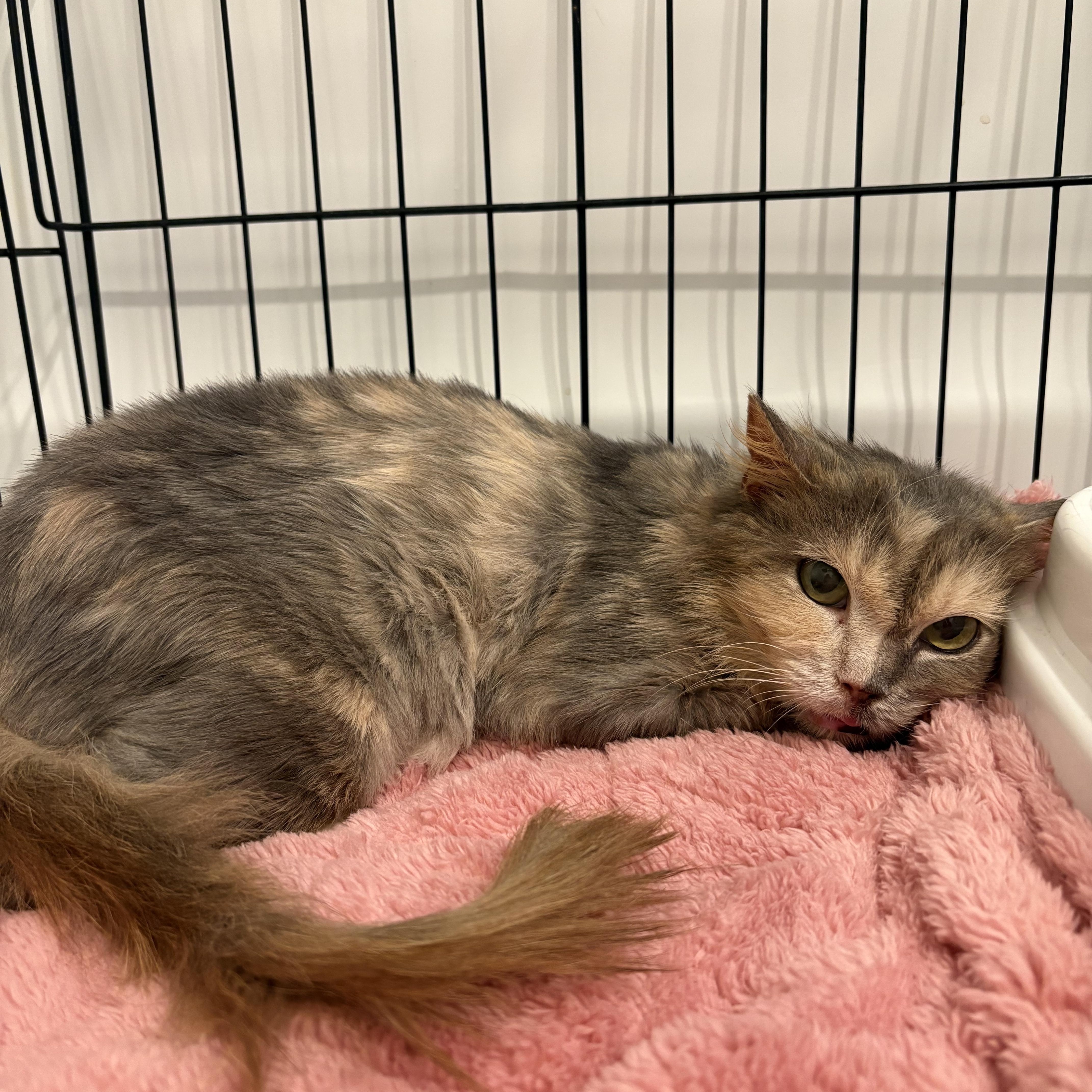 A young small-sized female Dilute Tortoiseshell Domestic Short Hair cat named Subie for adoption in Tampa, FL