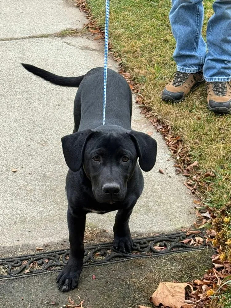 A young large-sized male Black Labrador Retriever dog named Bowie for adoption in Vancouver, WA