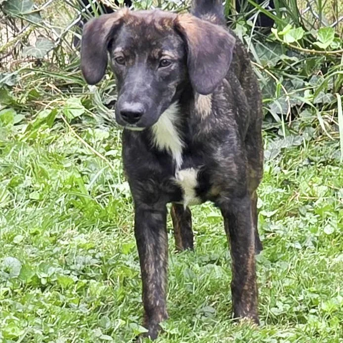 A young medium-sized female Mixed Breed dog named Ellie Mae for adoption in Toledo, OH