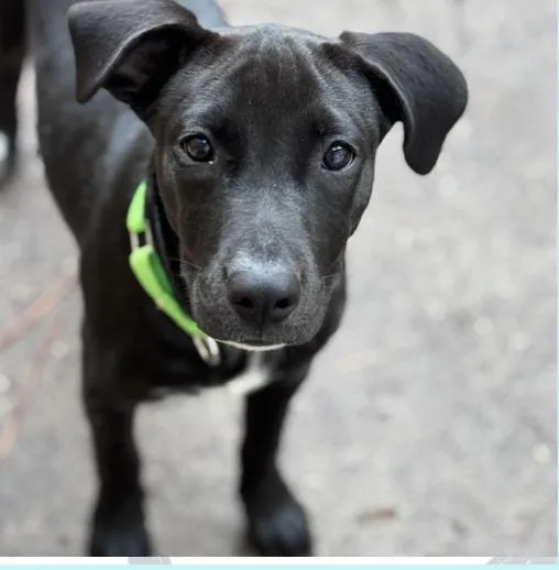 A young medium-sized female Black Retriever dog named Persephoni for adoption in Pawleys Island, SC