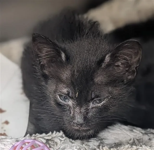 A baby small-sized female Domestic Short Hair cat named Dot for adoption in Fort Lauderdale, FL