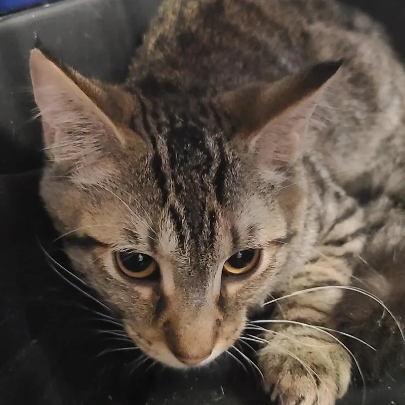 A baby small-sized male Black Domestic Short Hair cat named Wyatt for adoption in Hemet, CA