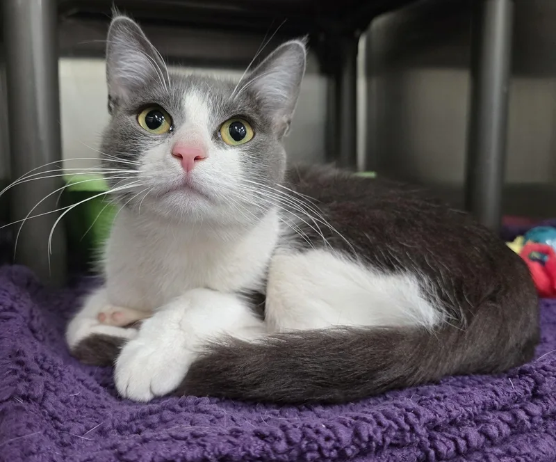 A young medium-sized female Gray & White Domestic Short Hair cat named Polly for adoption in Amityville, NY