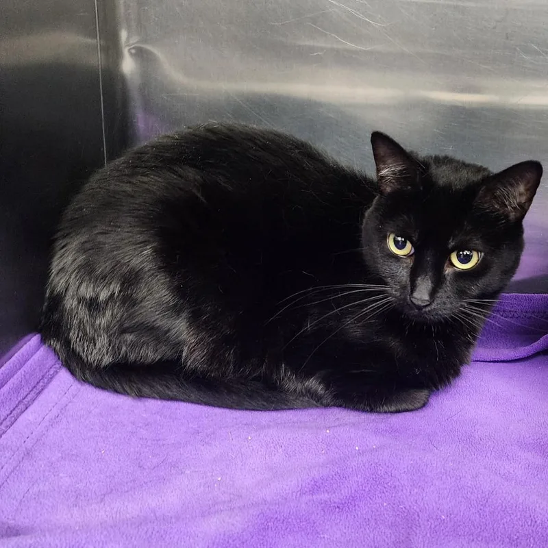 An adult medium-sized female Black Domestic Short Hair cat named Buzz for adoption in Spokane, WA