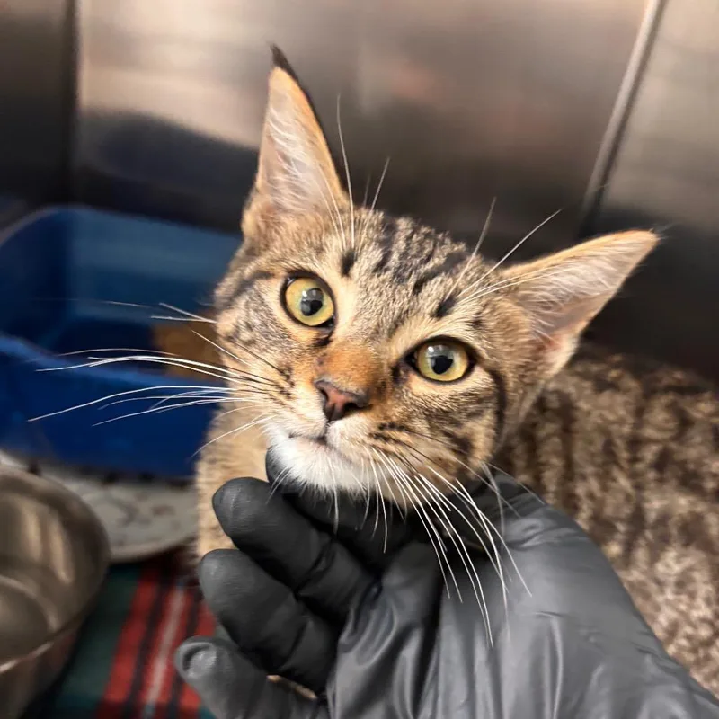 A baby small-sized male Brown / Chocolate Domestic Short Hair cat named Fit for adoption in Fresno, CA