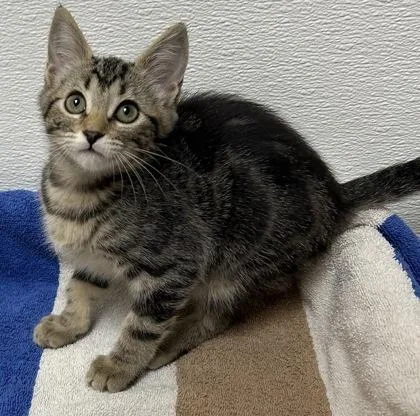 A young small-sized female Domestic Short Hair cat named Veera for adoption in Phoenix, AZ