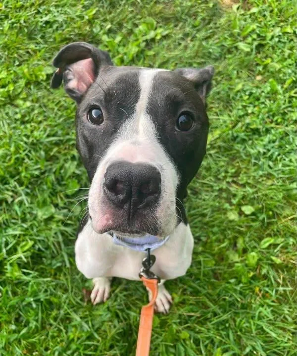 Ruger