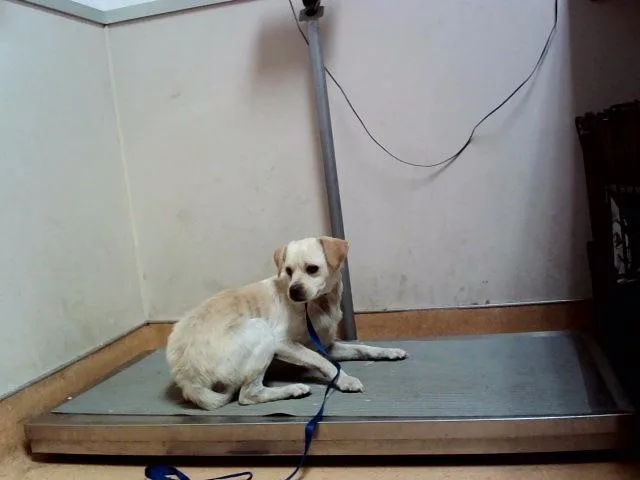 An adult small-sized male Terrier dog named Bolt for adoption in Martinez, CA