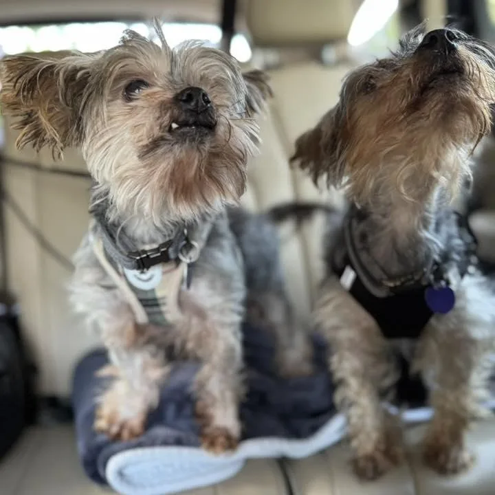 Ashton  Bonded With thumbnail 5