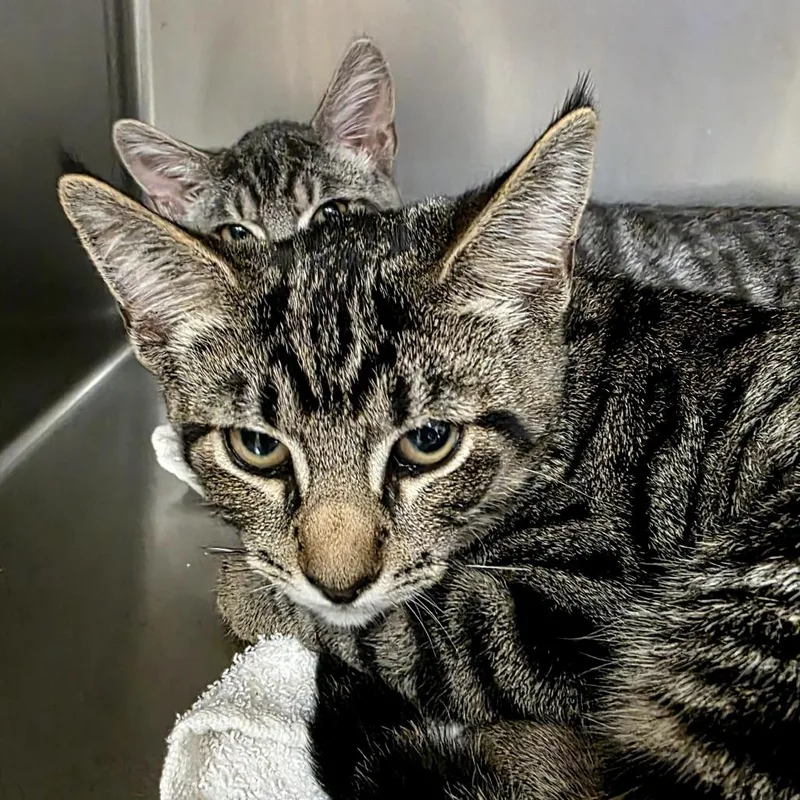 A baby medium-sized male Black Domestic Short Hair cat named Max for adoption in Santa Barbara, CA