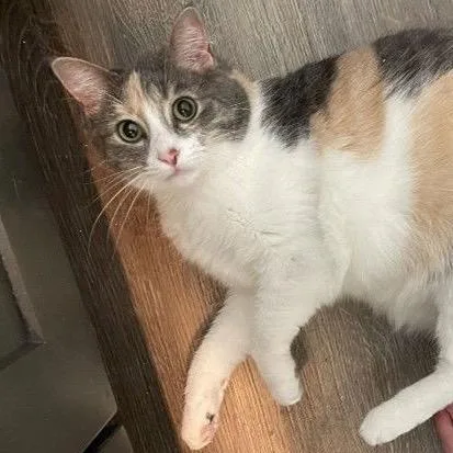 An adult large-sized female Calico Domestic Short Hair cat named Lexi for adoption in Traverse City, MI