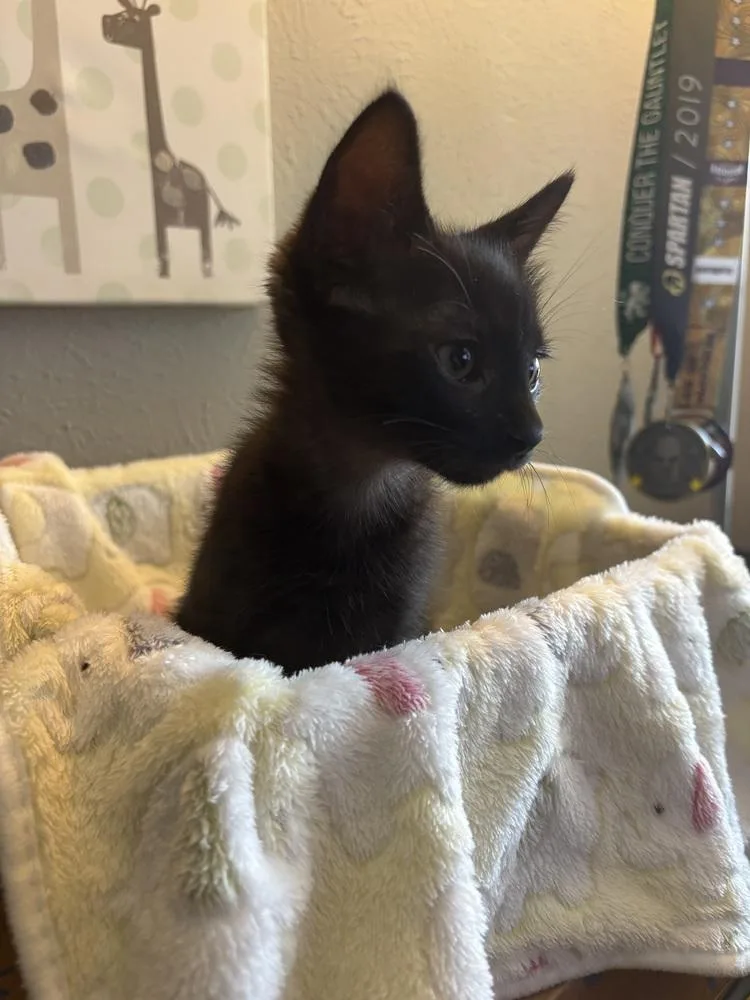 A baby small-sized male Domestic Short Hair cat named Mr. Peanut N for adoption in Dallas, TX