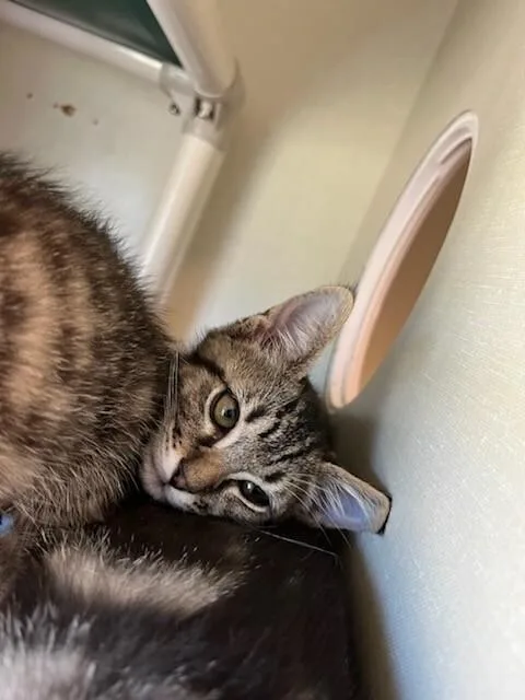 A young medium-sized male Brown / Chocolate Domestic Short Hair cat named Lock for adoption in Fort Collins, CO