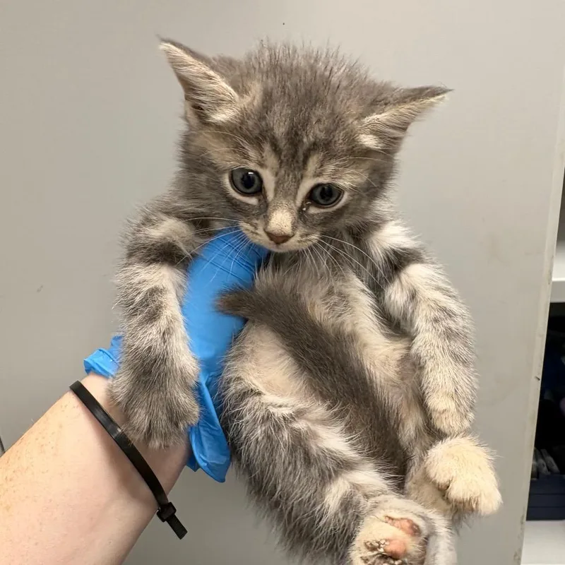 A baby small-sized female Gray / Blue / Silver Domestic Short Hair cat named Shepards Pie for adoption in Columbiana, AL