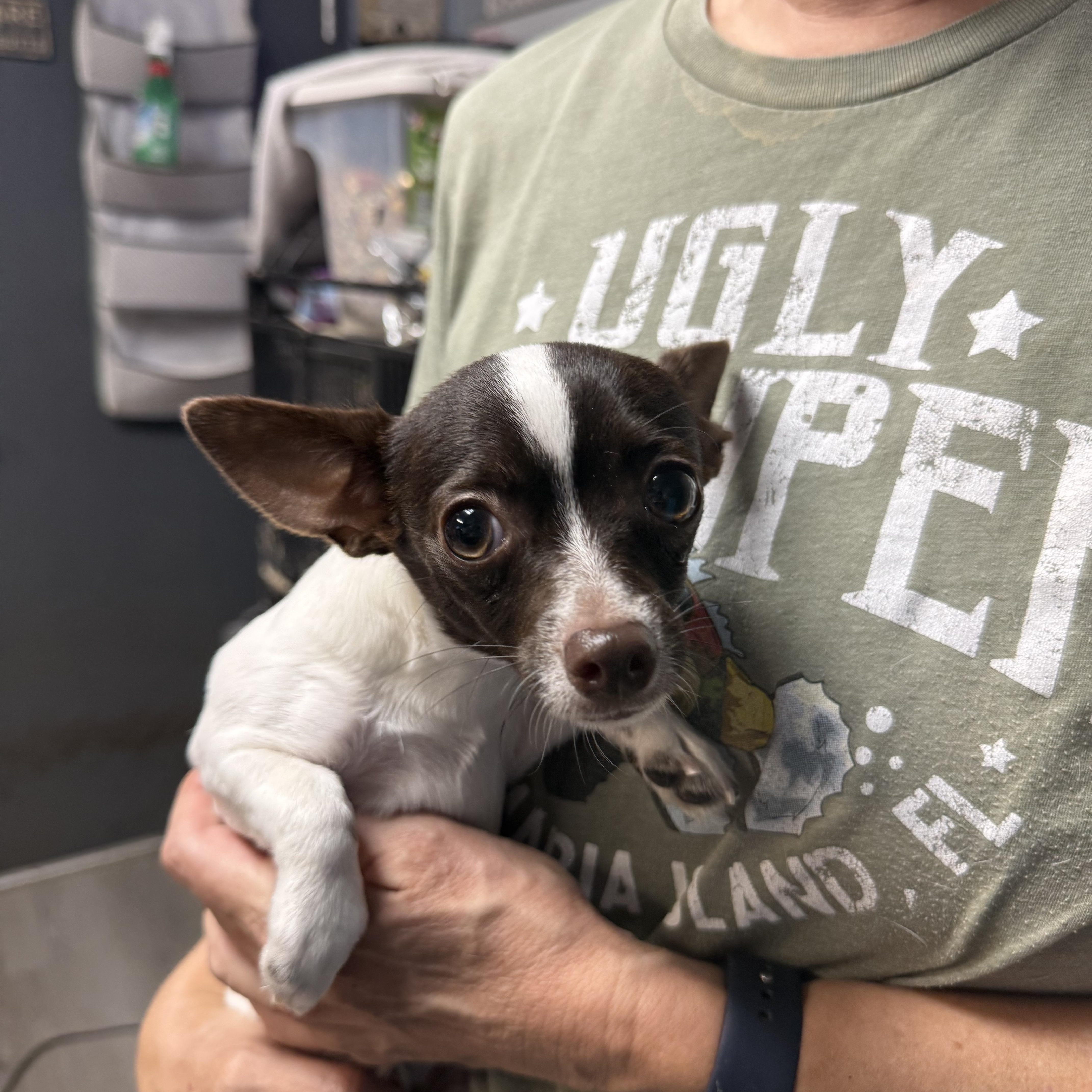 A young small-sized male Brown / Chocolate Chihuahua dog named Hansel for adoption in Oklahoma City, OK