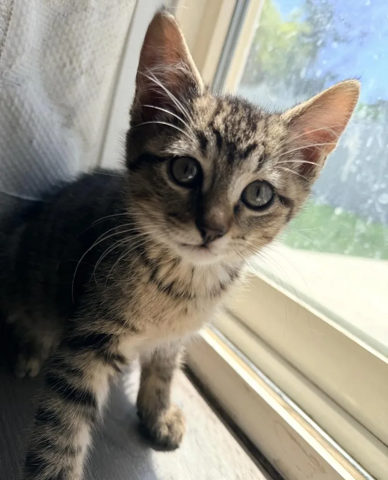 A baby medium-sized female Domestic Short Hair cat named Millie for adoption in Ontario, OR