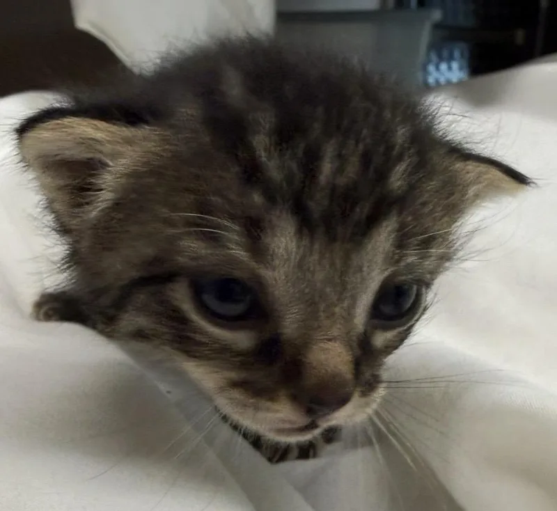 Millie thumbnail 2