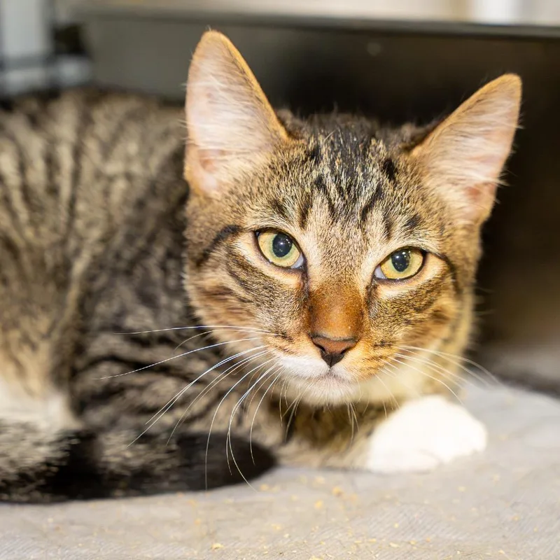 A baby medium-sized male Domestic Short Hair cat named Morgan for adoption in Pawling, NY