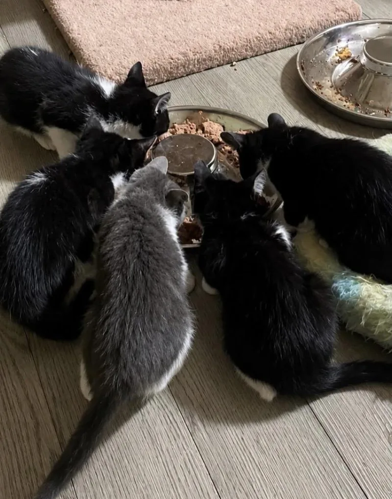 A baby medium-sized male Domestic Short Hair cat named Fire Litter for adoption in Philadelphia, PA