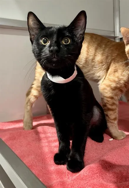 A baby small-sized female Domestic Short Hair cat named Juniper for adoption in San Francisco, CA